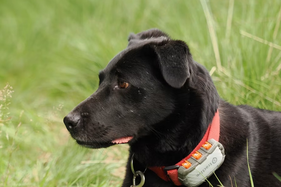 Dog wearing GPS tracking collar in field