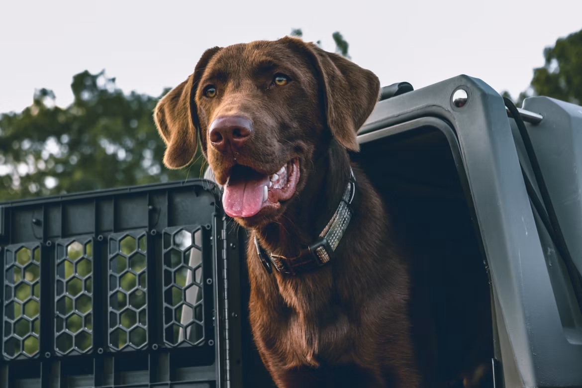 Heavy-duty crash-tested transport dog kennel